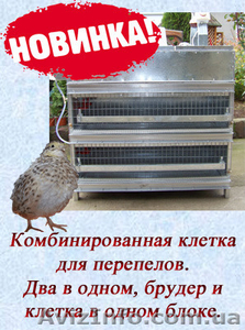 Комбинированная клетка для перепелов.