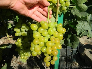 Саженцы винограда большой выбор круглогодично - <ro>Изображение</ro><ru>Изображение</ru> #5, <ru>Объявление</ru> #1206622