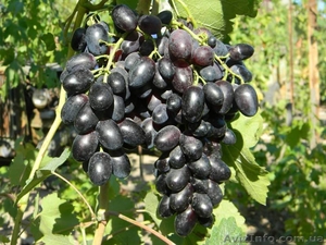 Саженцы винограда большой выбор круглогодично - <ro>Изображение</ro><ru>Изображение</ru> #6, <ru>Объявление</ru> #1206622
