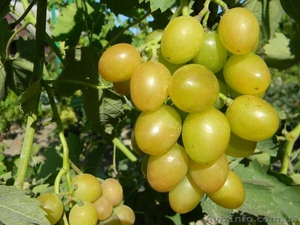 Саженцы винограда большой выбор круглогодично - <ro>Изображение</ro><ru>Изображение</ru> #7, <ru>Объявление</ru> #1206622