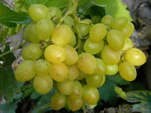 Саженцы винограда большой выбор круглогодично - <ro>Изображение</ro><ru>Изображение</ru> #9, <ru>Объявление</ru> #1206622