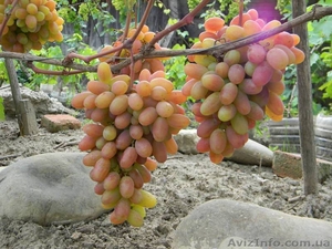Саженцы винограда большой выбор круглогодично - <ro>Изображение</ro><ru>Изображение</ru> #2, <ru>Объявление</ru> #1206622