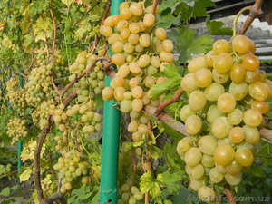 Саженцы винограда большой выбор круглогодично - <ro>Изображение</ro><ru>Изображение</ru> #1, <ru>Объявление</ru> #1206622
