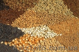 Продам пшеницу, ячмень, кукурузу, жмых, шрот - <ro>Изображение</ro><ru>Изображение</ru> #1, <ru>Объявление</ru> #1403991