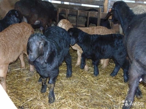 Продаю овець гіссарської породи в Івано-Франківській області