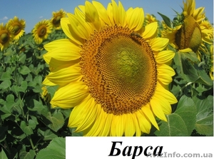 Компанія "ГРАН" пропонує насіння соняшнику Барса  - <ro>Изображение</ro><ru>Изображение</ru> #1, <ru>Объявление</ru> #1520482