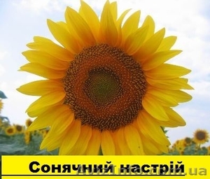 Соняшникове насіння гібриду  – Сонячний настрій стійкий  до Гранстару - <ro>Изображение</ro><ru>Изображение</ru> #1, <ru>Объявление</ru> #1518554