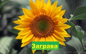 Гібрид соняшнику  «Заграва» 100-108дн.