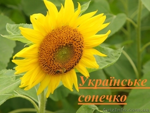 Соняшник Українське сонечко (90-95 дн) - <ro>Изображение</ro><ru>Изображение</ru> #1, <ru>Объявление</ru> #1523753