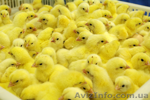 суточный бройлер кобб 500