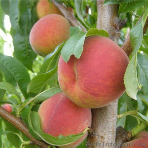 Продажа саженцев плодовых деревьев  - <ro>Изображение</ro><ru>Изображение</ru> #5, <ru>Объявление</ru> #1546571