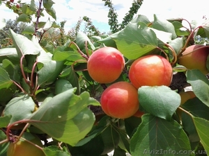 Продажа саженцев плодовых деревьев  - <ro>Изображение</ro><ru>Изображение</ru> #7, <ru>Объявление</ru> #1546571