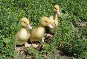 утята бройлерные  стар 53