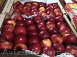 продам яблука різних сортів  - <ro>Изображение</ro><ru>Изображение</ru> #1, <ru>Объявление</ru> #1614330