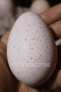 Інкубаційні яйця індичок Біг 6 - <ro>Изображение</ro><ru>Изображение</ru> #1, <ru>Объявление</ru> #1743222