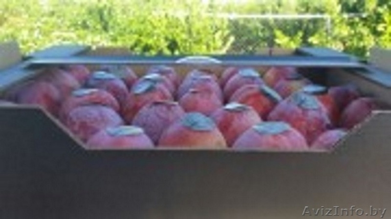 Продаем сливу из Испании - <ro>Изображение</ro><ru>Изображение</ru> #3, <ru>Объявление</ru> #1406260