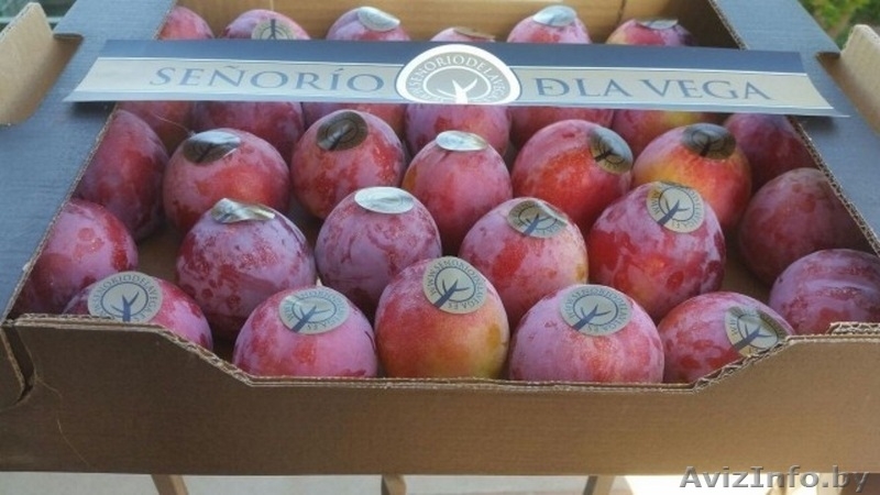 Продаем сливу из Испании - <ro>Изображение</ro><ru>Изображение</ru> #1, <ru>Объявление</ru> #1406260