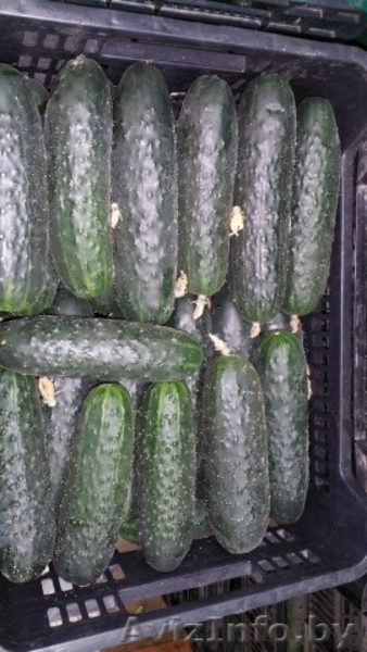 продаем огурцы из Испании - <ro>Изображение</ro><ru>Изображение</ru> #2, <ru>Объявление</ru> #1406262