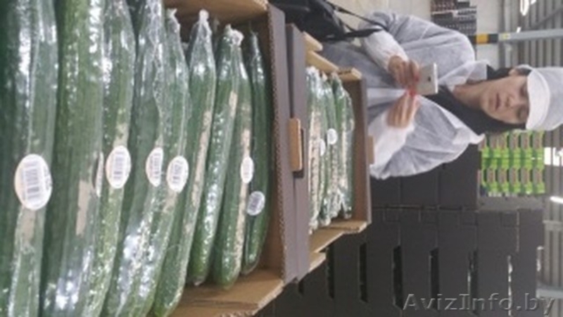 продаем огурцы из Испании - <ro>Изображение</ro><ru>Изображение</ru> #4, <ru>Объявление</ru> #1406262