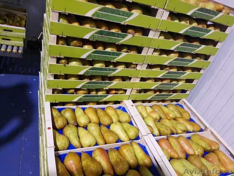 Продаю груши из Испании - <ro>Изображение</ro><ru>Изображение</ru> #7, <ru>Объявление</ru> #1406266