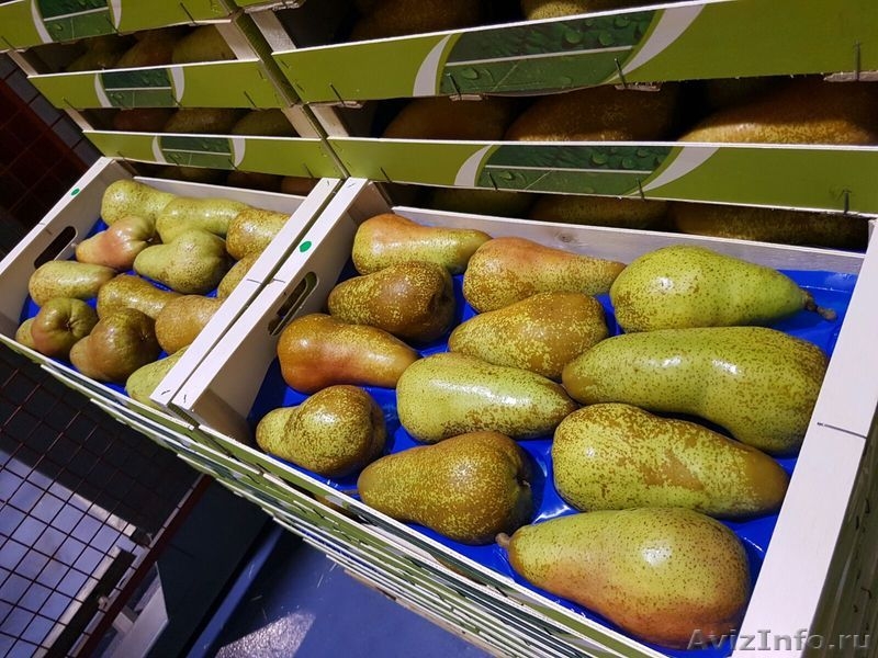 Продаю груши из Испании - <ro>Изображение</ro><ru>Изображение</ru> #8, <ru>Объявление</ru> #1406266