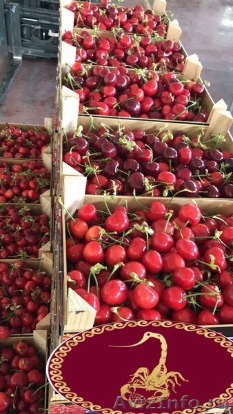 Продаем черешю из Испании - <ro>Изображение</ro><ru>Изображение</ru> #3, <ru>Объявление</ru> #1366003