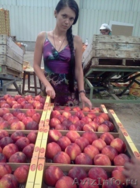 Продаем нектарины из Испании - <ro>Изображение</ro><ru>Изображение</ru> #2, <ru>Объявление</ru> #1366005
