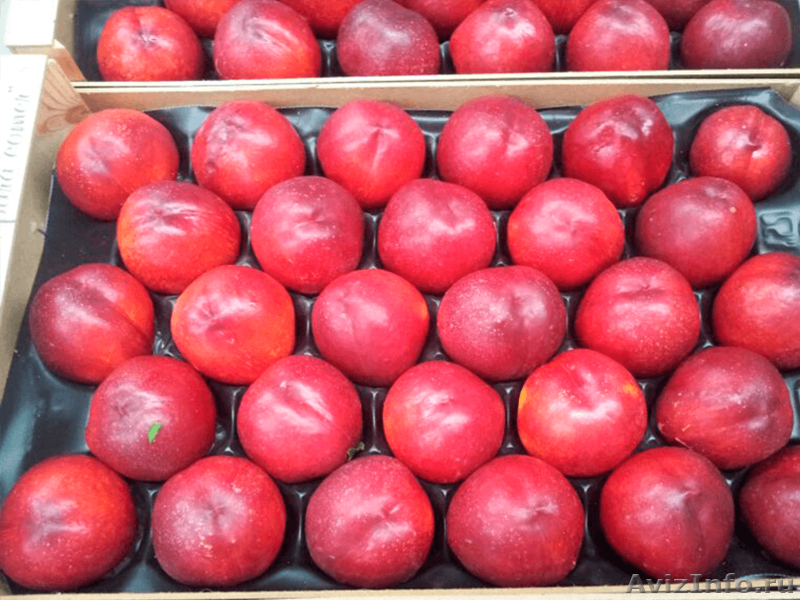 Продаем нектарины из Испании - <ro>Изображение</ro><ru>Изображение</ru> #5, <ru>Объявление</ru> #1366005