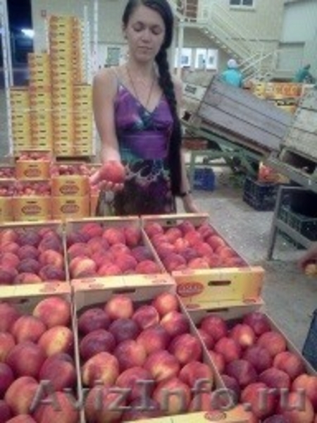 Продаем нектарины из Испании - <ro>Изображение</ro><ru>Изображение</ru> #3, <ru>Объявление</ru> #1366005