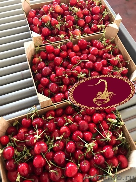 Продаем черешю из Испании - <ro>Изображение</ro><ru>Изображение</ru> #4, <ru>Объявление</ru> #1366003