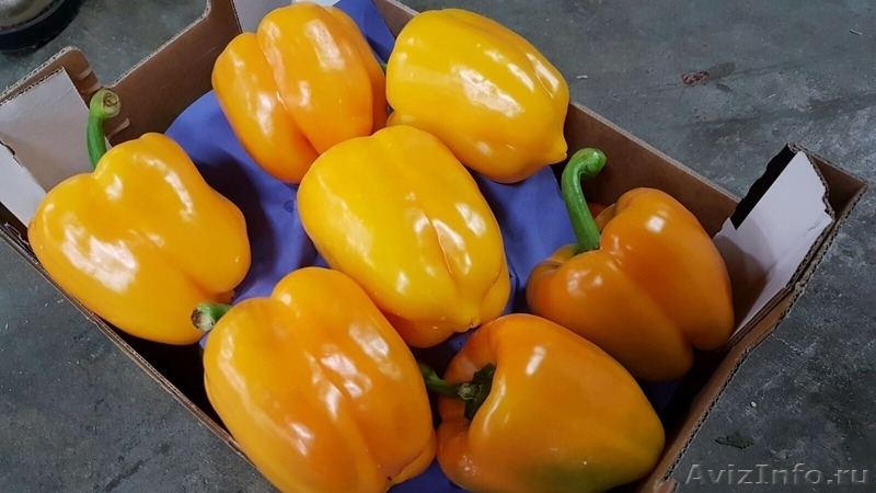 продаем перец из Испании - <ro>Изображение</ro><ru>Изображение</ru> #2, <ru>Объявление</ru> #1337540