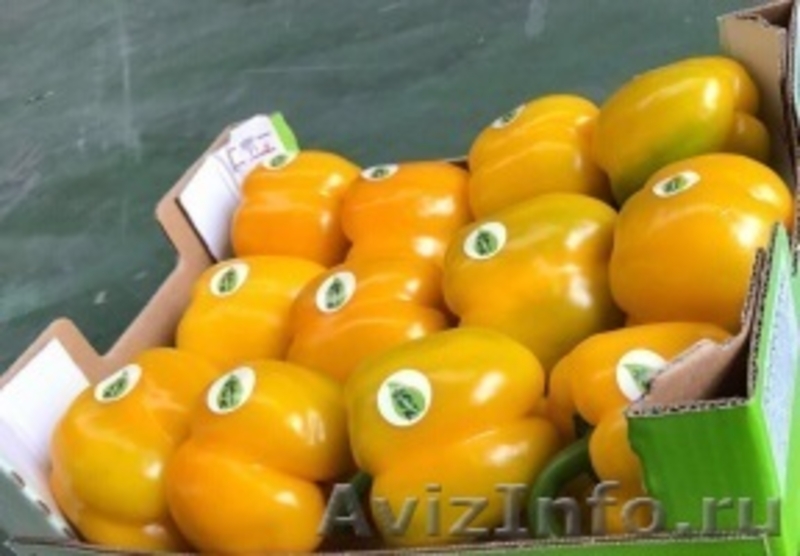 продаем перец из Испании - <ro>Изображение</ro><ru>Изображение</ru> #1, <ru>Объявление</ru> #1337540