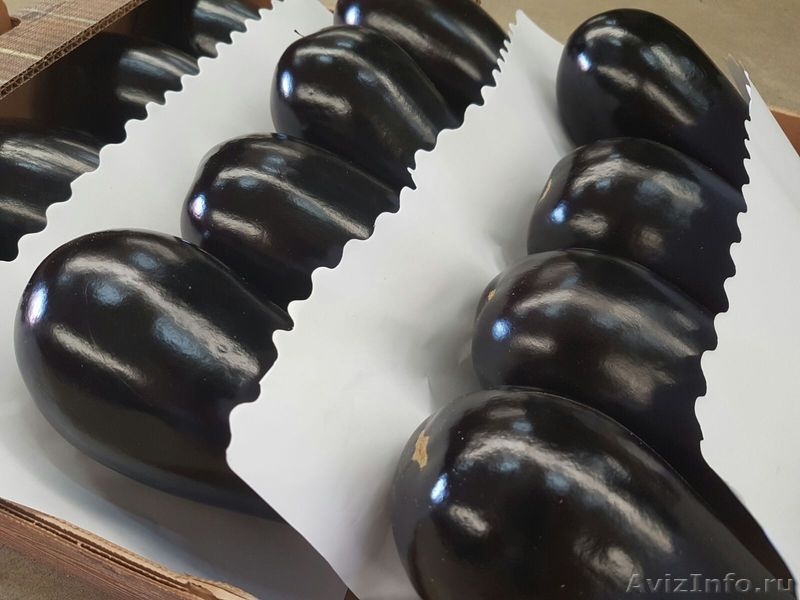 продаем баклажаны из Испании - <ro>Изображение</ro><ru>Изображение</ru> #5, <ru>Объявление</ru> #1337547