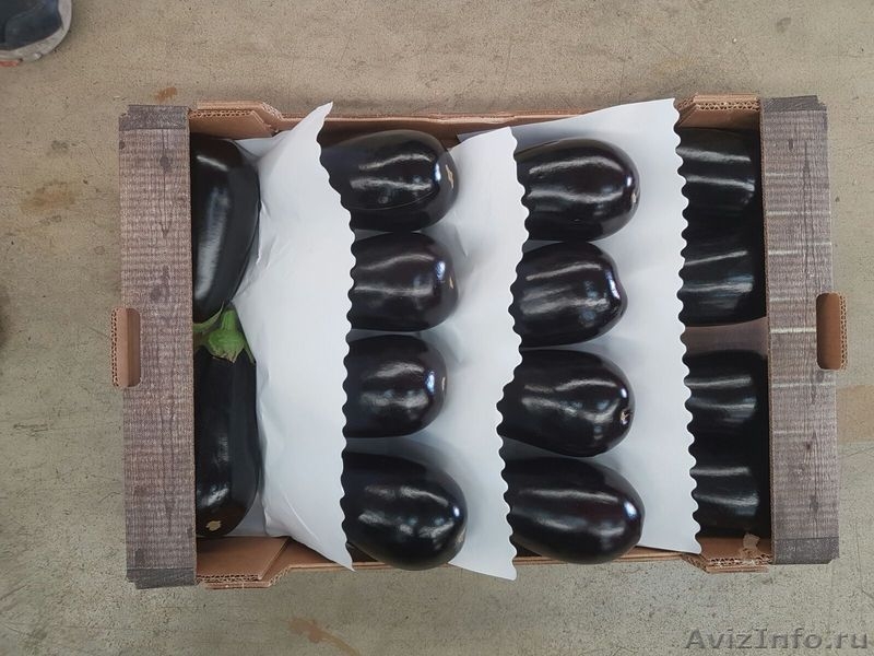 продаем баклажаны из Испании - <ro>Изображение</ro><ru>Изображение</ru> #6, <ru>Объявление</ru> #1337547