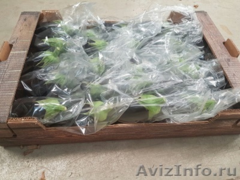 продаем баклажаны из Испании - <ro>Изображение</ro><ru>Изображение</ru> #3, <ru>Объявление</ru> #1337547