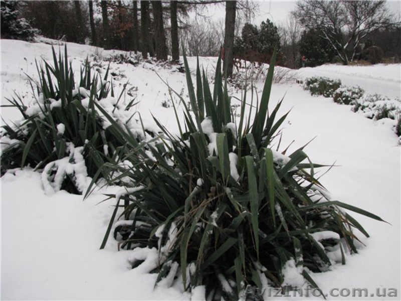 Юкка нитчатая - вечнозеленое многолетнее растение - <ro>Изображение</ro><ru>Изображение</ru> #3, <ru>Объявление</ru> #70819