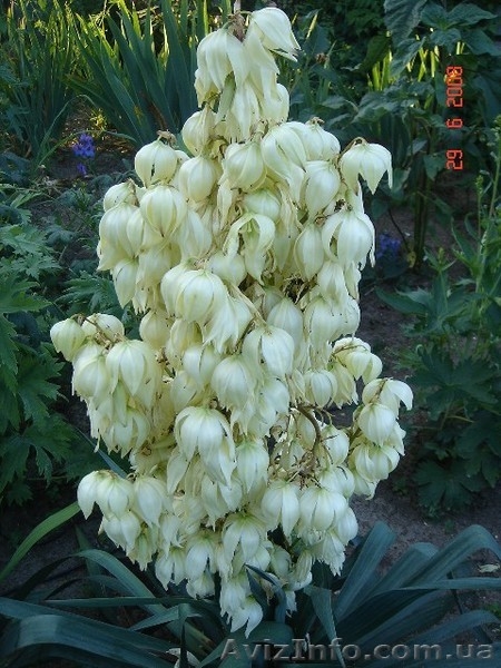 Юкка нитчатая - вечнозеленое многолетнее растение - <ro>Изображение</ro><ru>Изображение</ru> #2, <ru>Объявление</ru> #70819