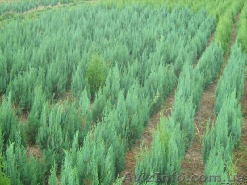 Туя западная, самшыт,кипарисовик, можевельник для озеленения - <ro>Изображение</ro><ru>Изображение</ru> #1, <ru>Объявление</ru> #66323