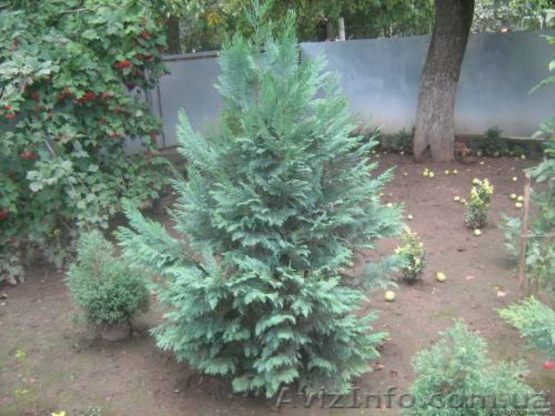 Туя западная, самшыт,кипарисовик, можевельник для озеленения - <ro>Изображение</ro><ru>Изображение</ru> #2, <ru>Объявление</ru> #66323