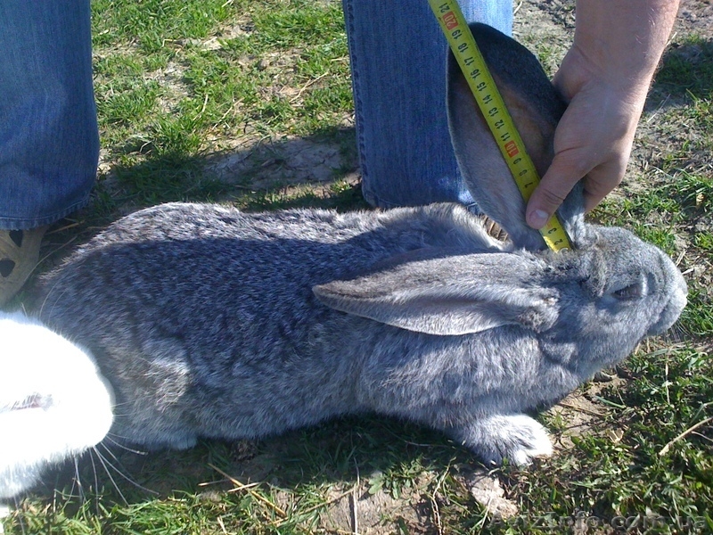 кролики великаны - <ro>Изображение</ro><ru>Изображение</ru> #2, <ru>Объявление</ru> #218405