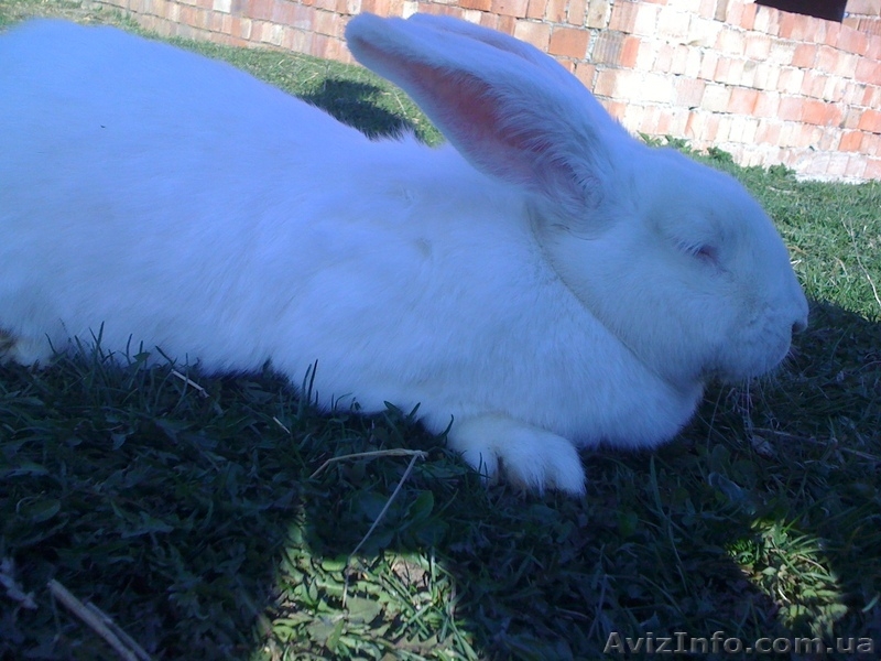 кролики великаны - <ro>Изображение</ro><ru>Изображение</ru> #10, <ru>Объявление</ru> #218405