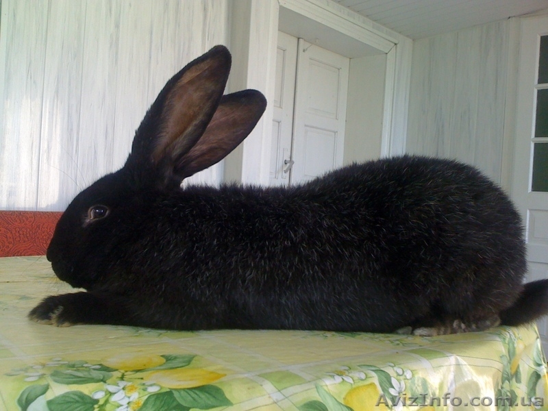 кролики великаны - <ro>Изображение</ro><ru>Изображение</ru> #9, <ru>Объявление</ru> #218405