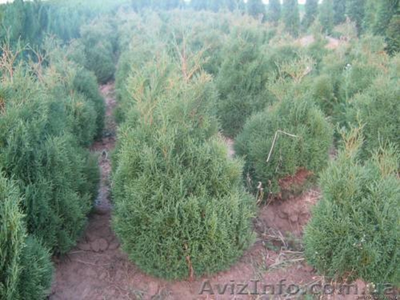 Туя западная, самшыт,кипарисовик, можевельник для озеленения - <ro>Изображение</ro><ru>Изображение</ru> #4, <ru>Объявление</ru> #66323
