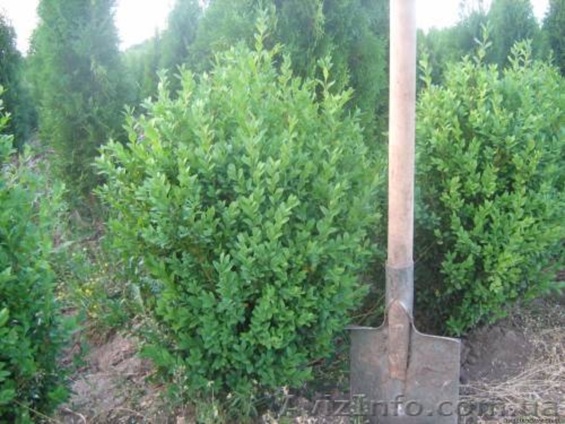Туя западная, самшыт,кипарисовик, можевельник для озеленения - <ro>Изображение</ro><ru>Изображение</ru> #6, <ru>Объявление</ru> #66323