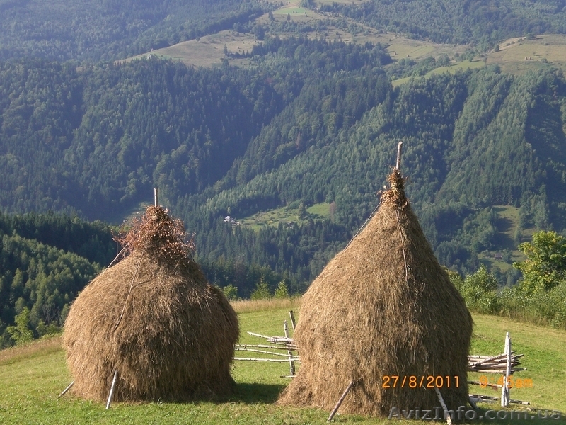 Зелёный отдых в Карпатах "У Димы" - <ro>Изображение</ro><ru>Изображение</ru> #7, <ru>Объявление</ru> #372905