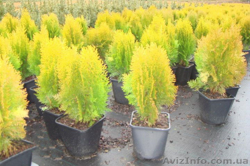 Продаю семена,сажанцы,цветы. - <ro>Изображение</ro><ru>Изображение</ru> #1, <ru>Объявление</ru> #559757