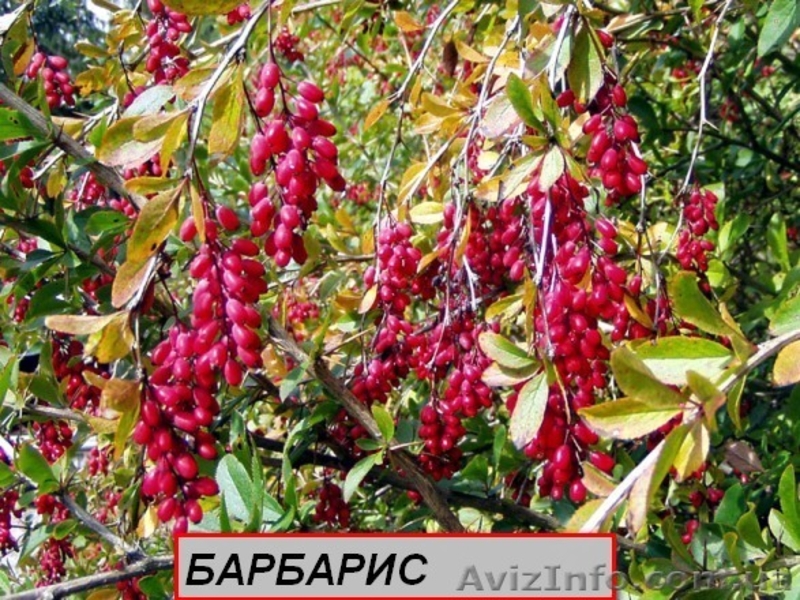 Продаю семена,сажанцы,цветы. - <ro>Изображение</ro><ru>Изображение</ru> #5, <ru>Объявление</ru> #559757