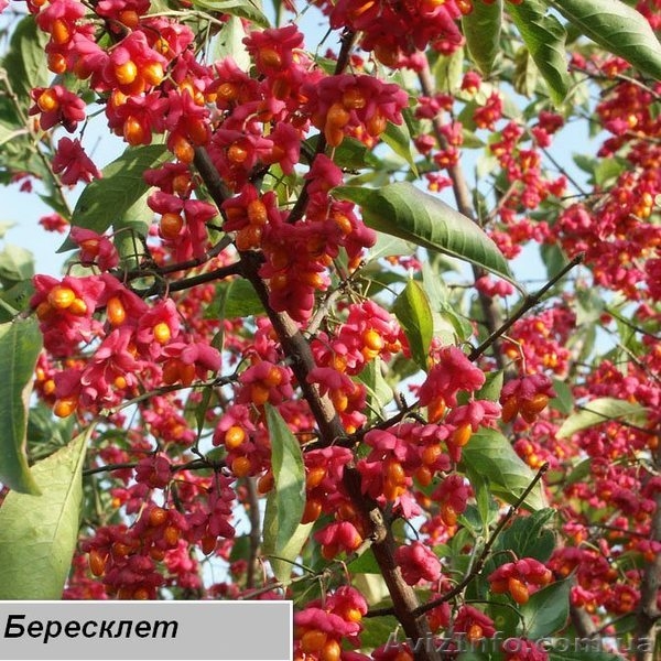 Продаю семена,сажанцы,цветы. - <ro>Изображение</ro><ru>Изображение</ru> #4, <ru>Объявление</ru> #559757