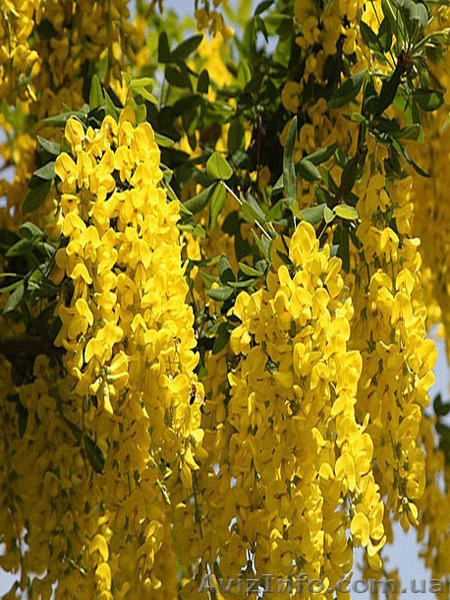 Продаю семена,сажанцы,цветы. - <ro>Изображение</ro><ru>Изображение</ru> #2, <ru>Объявление</ru> #559757