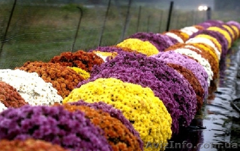 Продаю семена,сажанцы,цветы. - <ro>Изображение</ro><ru>Изображение</ru> #6, <ru>Объявление</ru> #559757